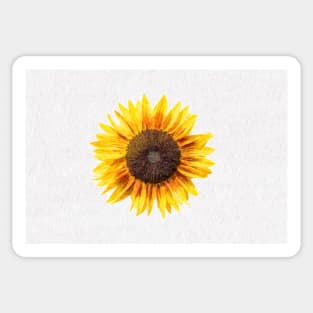 Large single bright Sunflower bloom Sticker